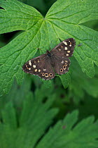 Speckled wood butterfly (Pararge aegeria) on leaf, UK