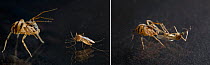 Spitting spider (Scytodes thoracica) catching mosquito on glass, sequence of two images, UK