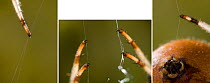 Garden spider (Araneus diadematus) sequence of three images showing palps used for web control, UK