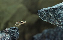 Zebra spider (Salticus scenicus) jumping