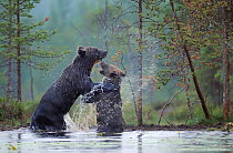 Eurasian Brown bears {Ursus arctos} fighting in water, Kuikka, Kuhmo, Finland. July 2008, USED IN NATIONAL GEOGRAPHIC WILD WONDERS ARTICLE, MAY 2010