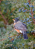 American robin (Turdus migratorius) feeding on Juniper berries, Kentucky USA