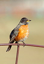 Portrait of American robin (Turdus migratorius) perched on fencing, Kentucky USA