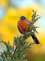 Male American robin (Turdus migratorius) puffed up to keep warm, and perched on Juniper branch, Kentucky, USA