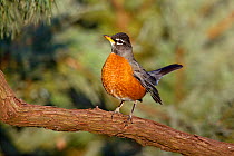 Male American robin (Turdus migratorius) perched on branch, Kentucky USA