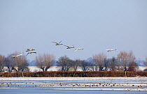 Small flock of Bewick's / Tundra swans (Cygnus columbianus) in flight over snow covered field, Gloucestershire, England
