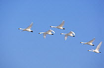 Small flock of Bewick's / Tundra swans (Cygnus columbianus) in flight, Gloucestershire, England