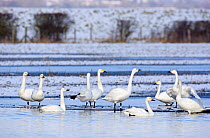 Small flock of Bewick's / Tundra swans (Cygnus columbianus) on water, in snow covered landscape, Gloucestershire, England