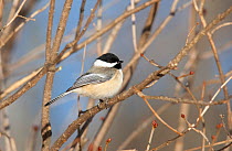 Black-capped chickadee (Poecile atricapillus) perched in branches, Maine, USA