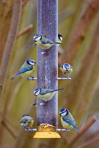 Flock of Blue tits (Parus caeruleus) and Great tit (Parus major) on Niger seed feeder, Gloucestershire, England