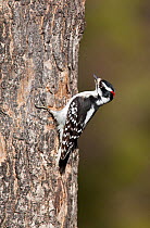 Male Downy woodpecker (Picoides villosus) on tree trunk, Maine, USA
