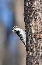 Female Downy woodpecker (Picoides villosus) on tree trunk, Maine, USA