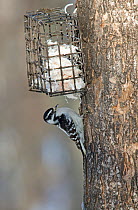 Female Downy woodpecker (Picoides villosus) on suet feeder, Maine, USA