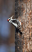 Male Hairy woodpecker (Picoides villosus) on tree trunk, Maine, USA