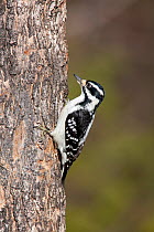 Female Hairy woodpecker (Picoides villosus) on tree trunk, Maine, USA