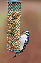 Hairy woodpecker (Picoides villosus) on peanut feeder Kentucky, USA
