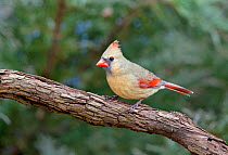 Female Northern cardinal (Cardinalis cardinalis) Kentucky, USA