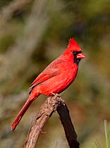 Male Northern cardinal (Cardinalis cardinalis) perched on branch, Kentucky, USA