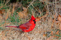 Male Northern cardinal (Cardinalis cardinalis) on ground, Kentucky, USA