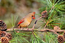 Female Northern cardinal (Cardinalis cardinalis) perched on Pine branch, with pinecones, Kentucky, USA