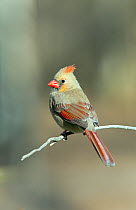 Female Northern cardinal (Cardinalis cardinalis) perched on branch, Kentucky, USA