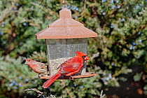 Male Northern cardinal (Cardinalis cardinalis) and male House finch (Carpodacus mexicanus) male on seed feeders in garden, Kentucky, USA