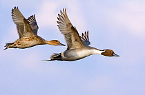 Pair of Northern pintail ducks (Anas acuta) in flight, Gloucestershire, England