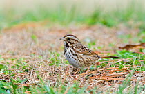 Song sparrow (Melospiza / Zonotrichia melodia) foraging on ground, Kentucky, USA