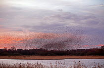 Flock of Starlings (Sturnus vulgaris) gathering at winter roost at Ham Wall RSPB Reserve on the Somerset Levels, England
