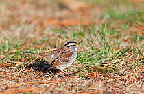 Male White-throated sparrow (Zonotrichia albicollis) on ground, Kentucky, USA