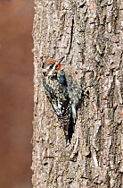 Yellow-bellied sapsucker (Sphyrapicus varius) First winter male, perched on tree trunk, Kentucky, USA