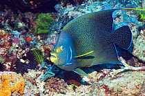 Semicircle angelfish (Pomacanthus semicirculatus) in coral reef,  Komodo NP. Indonesia. Indo-Pacific