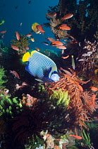 Emperor angelfish (Pomacanthus imperator) in coral reef system, Indonesia.