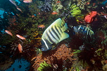 Six-banded angelfish (Pomacanthus sexstriatus) being cleaned by a Bluestreak cleaner wrasse (Labroides dimidiatus) Indonesia