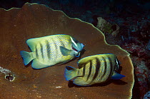 Six-banded angelfish (Pomacanthus sexstriatus) pair at cleaning station being cleaned by a Bluestreak cleaner wrasse (Labroides dimidiatus) Indonesia.