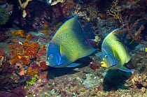 Two Semicircle angelfish (Pomacanthus semicirculatus) Indonesia. Indo-Pacific