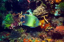 Semicircle angelfish (Pomacanthus semicirculatus) in coral reef, Indonesia. Indo-Pacific
