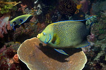 Two Semicircle angelfish (Pomacanthus semicirculatus) in coral reef,  Indonesia. Indo-Pacific