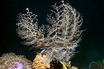 Basket star (Astroboa nuda) commonly found at night with its rays fully extended into areas of current. It removes plankton from the water column by filter feeding. During the day it hides under coral...