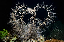 Basket star (Astroboa nuda) commonly found at night with its rays fully extended into areas of current. It removes plankton from the water column by filter feeding. During the day it hides under coral...