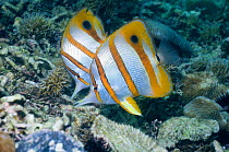 Two Beaked / Copper-banded butterflyfish (Chelmon rostratus) in coral reef, Indonesia
