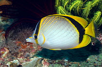 Yellow-dotted butterflyfish (Chaetodon selene) in coral reef, Indonesia