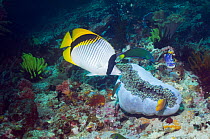 Lined butterflyfish (Chaetodon lineolatus) swimming over coral reef, sea anemone closing for defence. This is the largest species in the genus. Indonesia