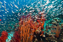 Coral reef scenery with Gorgonian and shoal of Pygmy / Glassy sweepers (Parapriacanthus guentheri) Egypt, Red Sea.