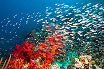 Coral reef scenery with Gorgonian and shoal of Pygmy / Glassy sweepers (Parapriacanthus guentheri) Egypt, Red Sea