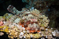 Tassled scorpionfish (Scorpaenopsis oxycephala) camouflaged on leather coral. Egypt, Red Sea