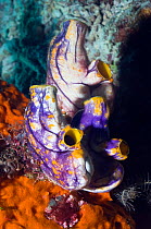 Tunicate / Sea squirt (Polycarpa aurata) Misool, Raja Ampat, West Papua, Indonesia.