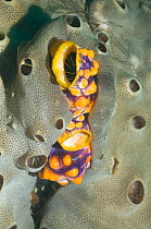 Tunicate / Sea squirt (Polycarpa aurata) being squeezed out by a sponge. Misool, Raja Ampat, West Papua, Indonesia.