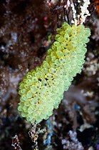 Colony of Tunicates / Sea squirts (Perophora modificata) Misool, Raja Ampat, West Papua, Indonesia.