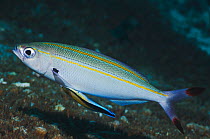 Twinstripe fusilier (Pterocaesio marri) with a Bluestreak cleaner wrasse (Labroides dimidiatus) cleaning inside its mouth. Misool, Raja Ampat, West Papua, Indonesia